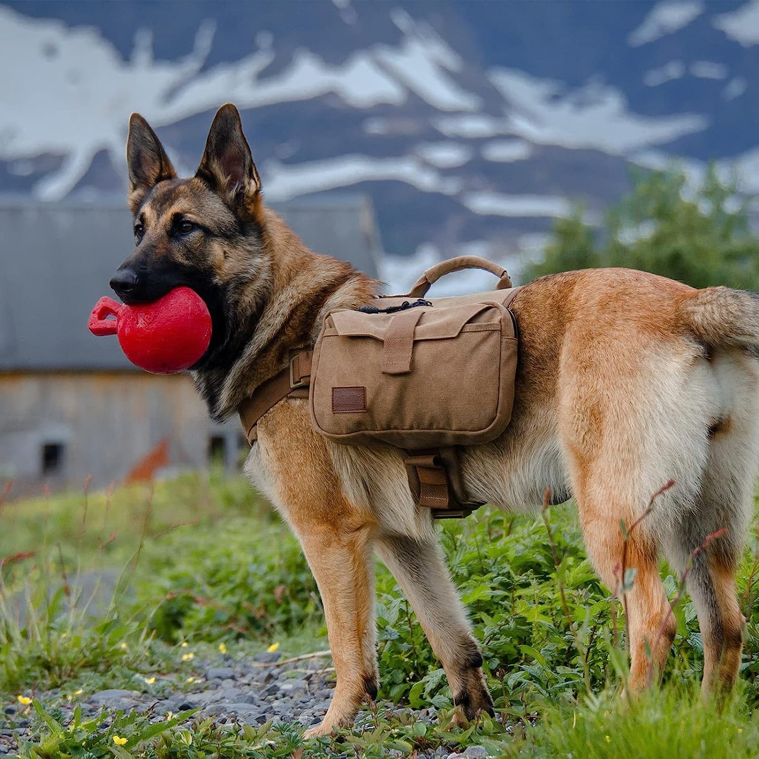 Dog Pack Hound Travel Camping Hiking Backpack Saddle Bag Rucksack for Medium & Large Dog (Brown, Medium)